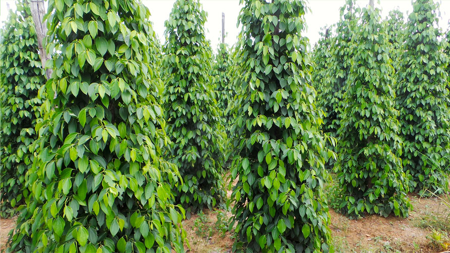 Spice plantations