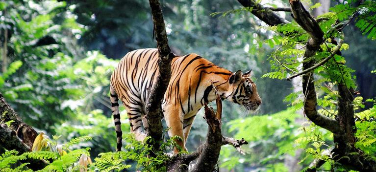 Tiger reserves Thekkady